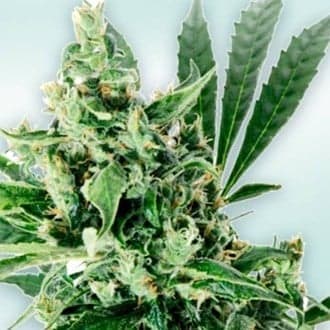 Atlant CBD (VIP Seeds)