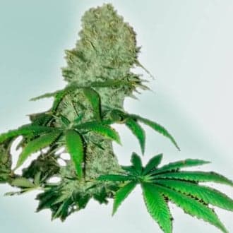 Cure CBD (VIP Seeds)