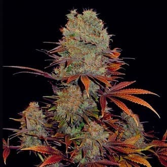 Landysh (VIP Seeds)