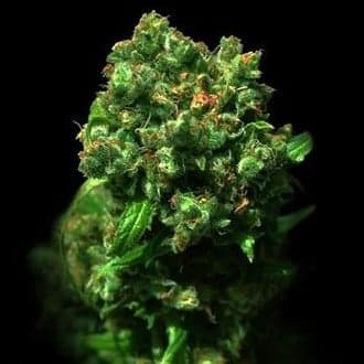 Love Peace (VIP Seeds)