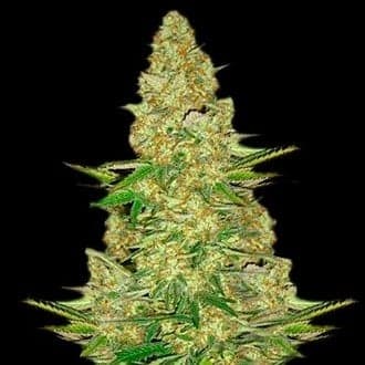 Power VIP (VIP Seeds)