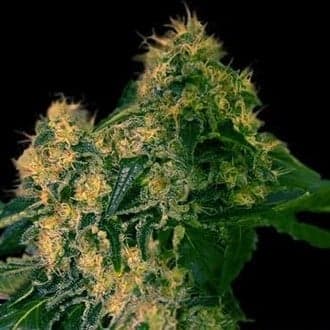 Torpedo (VIP Seeds)