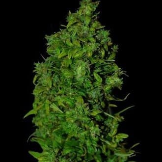 VIP Dwarf Auto (VIP Seeds)