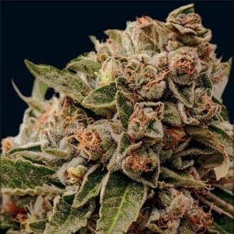 Lamb's Breath x AK-49 (Vision Seeds)