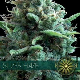 Silver Haze (Vision Seeds)