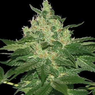 Afghan Kush (World of Seeds)