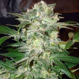 Mazar Kush (World Of Seeds)