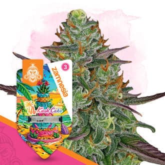 LA Kush Cake Autoflower (Zamnesia Seeds)