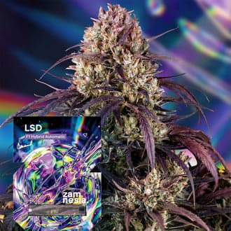 LSD F1 Autoflower (Zamnesia Seeds)