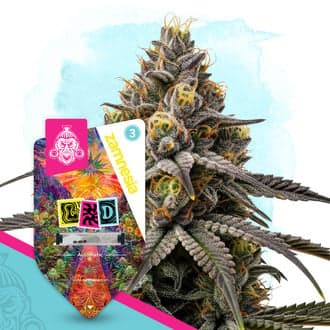 LSD Autoflower (Zamnesia Seeds)