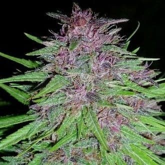 Erdpurt (ACE Seeds)