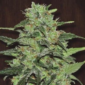 Malawi (ACE Seeds)