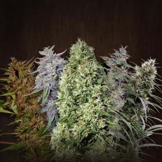 ACE Mix (ACE Seeds)