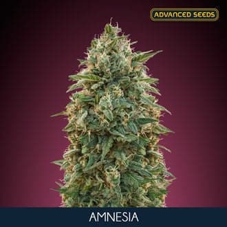 Amnesia (Advanced Seeds)