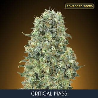 Critical Mass (Advanced Seeds)