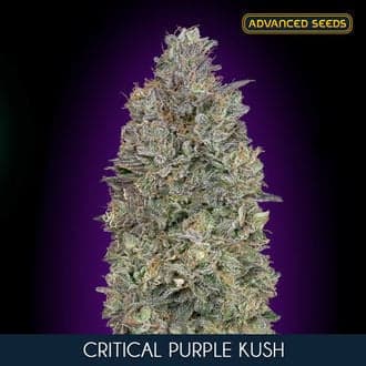 Critical Purple Kush (Advanced Seeds)