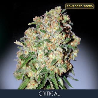 Critical (Advanced Seeds)