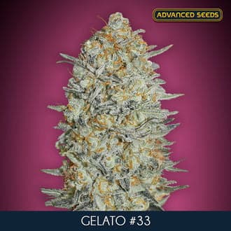 Gelato 33 (Advanced Seeds)