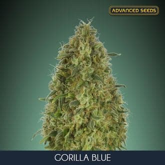 Gorilla Blue (Advanced Seeds)