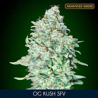 OG Kush SFV (Advanced Seeds)