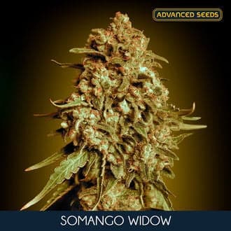 Somango Widow (Advanced Seeds)