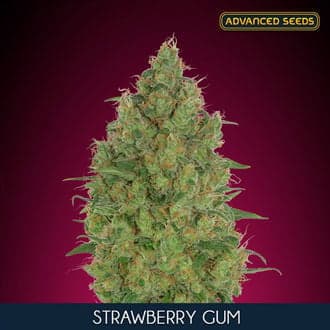 Strawberry Gum (Advanced Seeds)