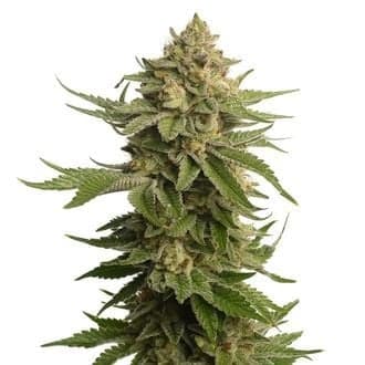AK-OG Kush (Amsterdam Genetics)