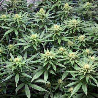 Amazing Haze (Amsterdam Genetics)
