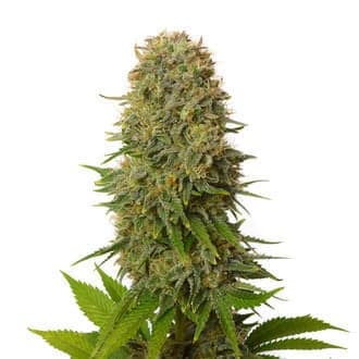 Amnesia Haze (Amsterdam Genetics)