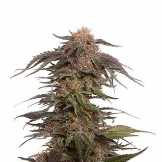Blue Magic (Amsterdam Genetics)