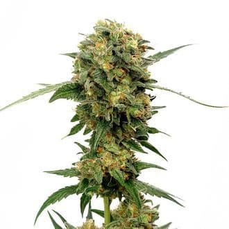 Chocolato (Amsterdam Genetics)