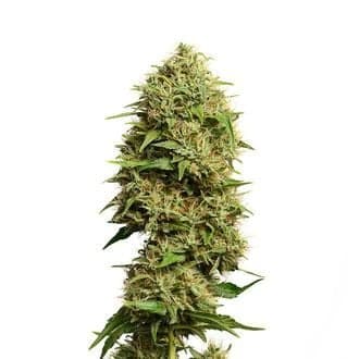 Fatkid’s Cake (Amsterdam Genetics)