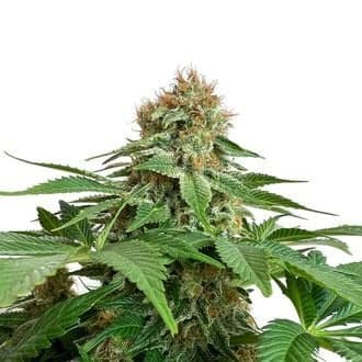 Grapefruit Superstar (Amsterdam Genetics)