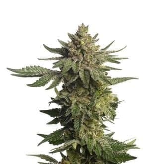 Green Magic (Amsterdam Genetics)