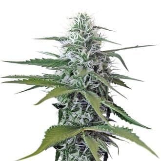 Kosher Tangie Kush (Amsterdam Genetics)