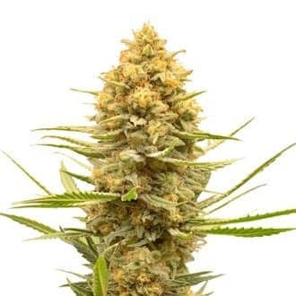 Lemon Ice (Amsterdam Genetics)