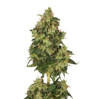 Skyrocket (Amsterdam Genetics)