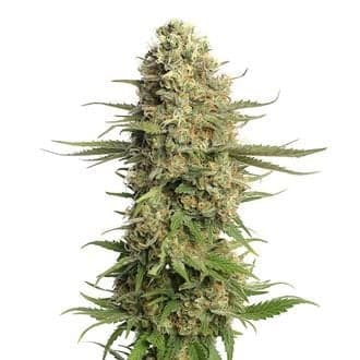Skywalker Saga (Amsterdam Genetics)
