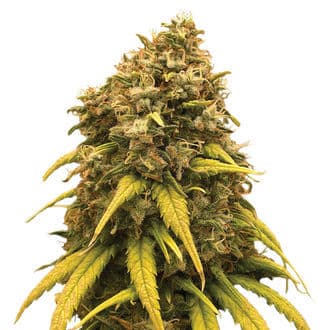 Super Silver Haze (Amsterdam Genetics)