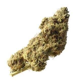 White Choco Haze (Amsterdam Genetics)