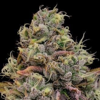 Chaos Cake Auto (Anesia Seeds)