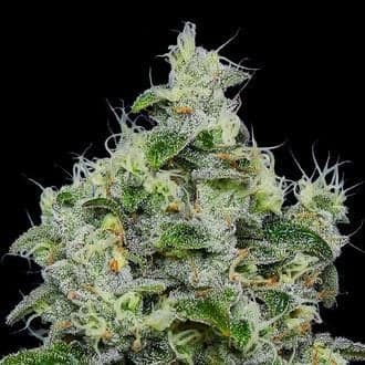 Dankberry Auto (Anesia Seeds)