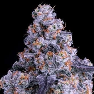 Epic Buzz Auto (Anesia Seeds)