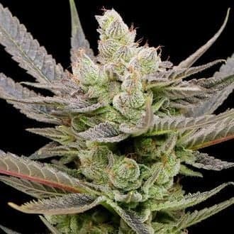 Glowberry Rush Auto (Anesia Seeds)