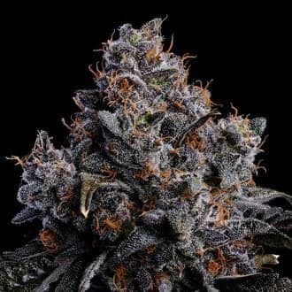 Grape Pop Rocks Auto (Anesia Seeds)