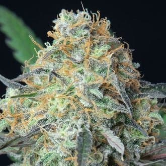 Rainbow Donut Auto (Anesia Seeds)