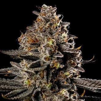 Smashberry Fumez Auto (Anesia Seeds)