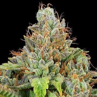 Sticky Boof Auto (Anesia Seeds)