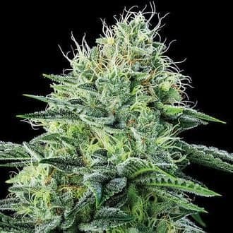 Strawberry Banana Auto (Anesia Seeds)