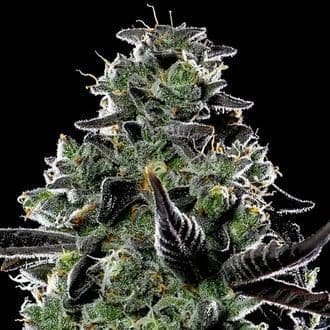 Violet Face Auto (Anesia Seeds)